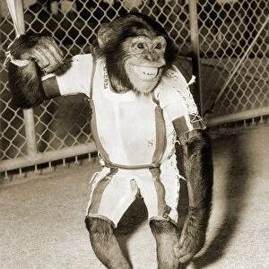First chimpanzee in space