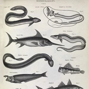 Fish illustrations, 1823 C017 / 8067