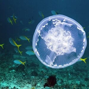 Fish and jellyfish over a coral reef