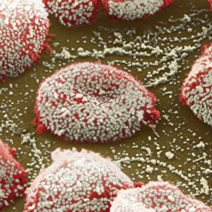 Flu virus particles on red blood cells