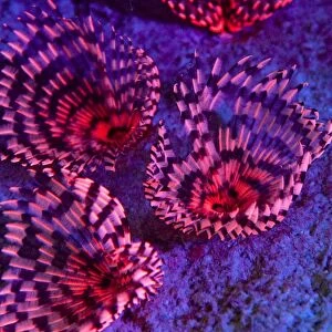 Fluorescing tubeworms, Red Sea, Egypt