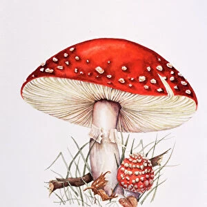 Fly agaric mushrooms