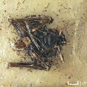Fossil bat specimen C016 / 5980