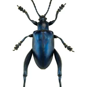 Frog beetle
