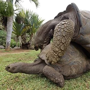 Galapagos giant tortoises mating