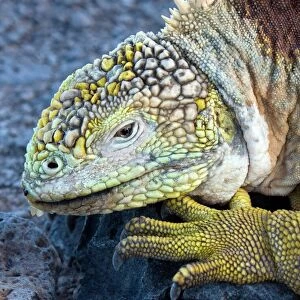 Lizards Framed Print Collection: Galapagos Land Iguana