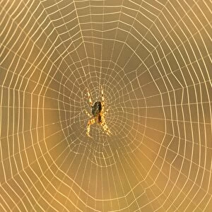 Garden spider on an orb web