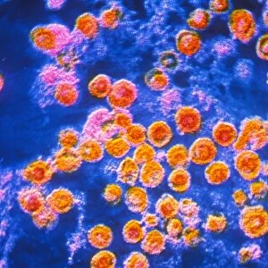 German measles viruses