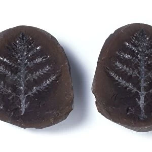 Giant horsetail leaf fossils C016 / 5599