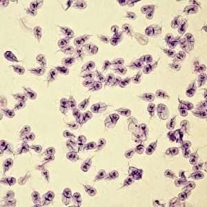 Giardia lamblia protozoa, micrograph