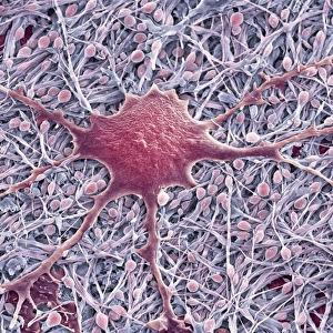 Glial cells, SEM