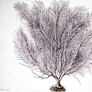 Gorgonian coral, artwork C016 / 5569