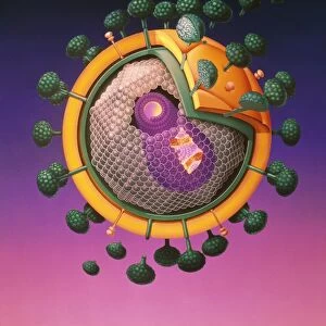 Graphic illustration of AIDS virus
