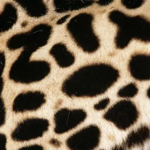 King Cheetah Coat Print King Cheetah Coat Print