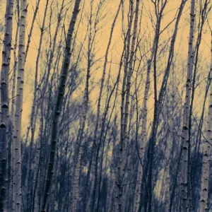Silver Birch Tree Print Silver Birch Tree Print