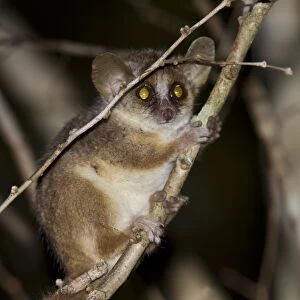 Gray mouse lemur