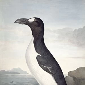 Great auk, 19th century artwork C013 / 6308