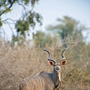 Greater kudu, Zimbabwe C016 / 2366