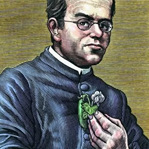 Gregor Mendel, Austrian botanist