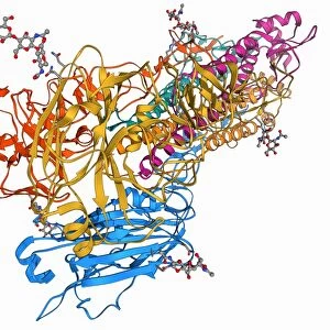 H5N1 Haemagglutinin protein subunit F006 / 9590