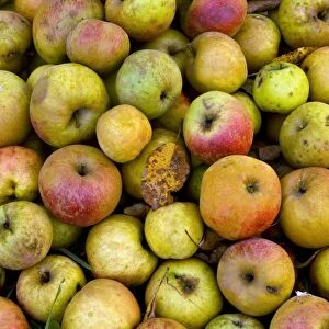 Harvested organic apples
