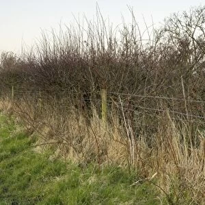 Hawthorn hedgerow in winter