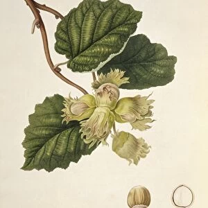 Hazelnut (1818) C016 / 5473