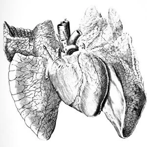 Heart and lung anatomy, 17th century