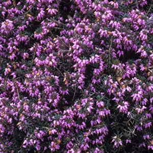 Heather Gracilis flowers
