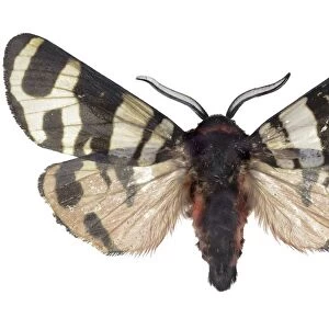 Hebe tiger moth C016 / 2083