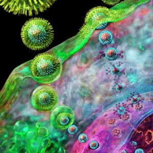 Herpes Virus Replication Print Herpes Virus Replication Print