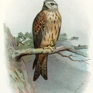 Red Kite Perched Print Red Kite Perched Print