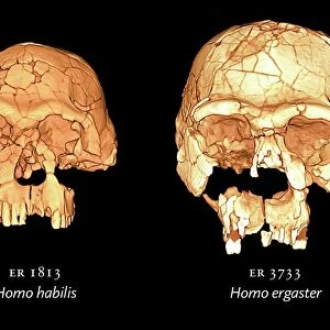 Hominid skulls, 3D computer images
