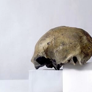 Homo erectus cranium C013 / 6552