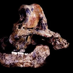 Homo ergaster skull (SK-847 and SK-15) C015 / 6928