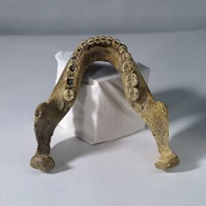 Homo heidelbergensis lower jaw C013 / 6550