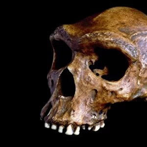 Homo heidelbergensis skull, Broken Hill 1 C015 / 6924