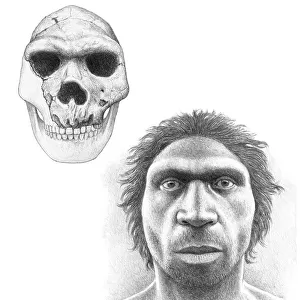 Homo heidelbergensis skull and face