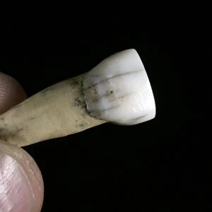 Homo heidelbergensis tooth C015 / 6548
