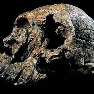 Homo rudolfensis skull (KNM-ER 1470) C015 / 6930