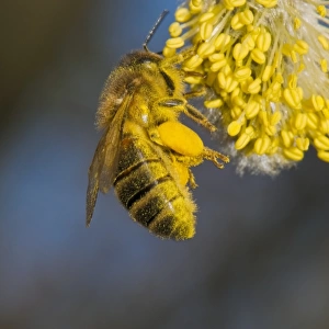 Honey bee collecting pollen C016 / 4700