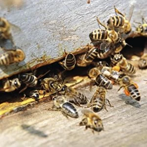 Honey bees on a beehive
