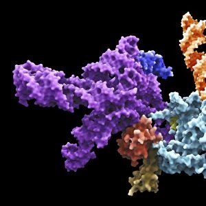Human 80S ribosome F007 / 9902