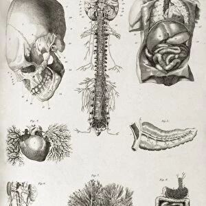 Human anatomy, 1823 C017 / 8057