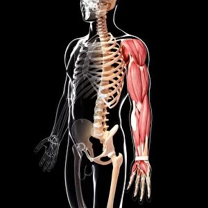 Human arm musculature, artwork F007 / 4029