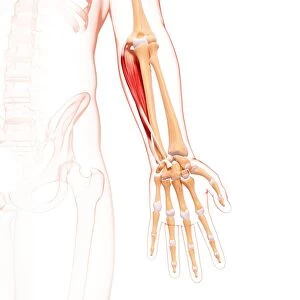 Human arm musculature, artwork F007 / 5875