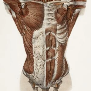 Human arteries, 19th Century illustration