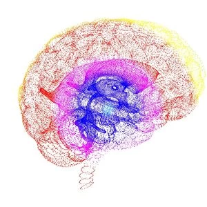 Human brain, conceptual artwork