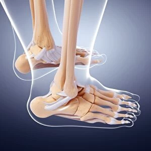 Human foot bones, artwork F007 / 1265