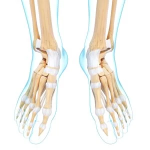 Human foot bones, artwork F007 / 2301